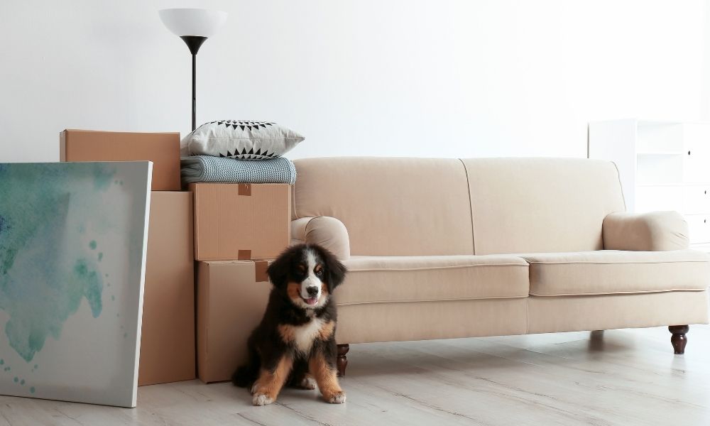10 Ways To Keep Your Pet Calm During a Long Move